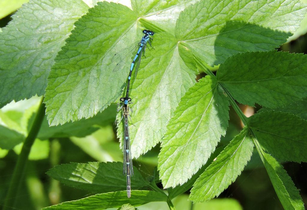 da identificare: Coenagrion pulchellum f. mediterraneum